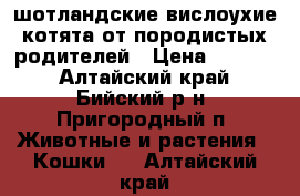 шотландские вислоухие котята от породистых родителей › Цена ­ 2 000 - Алтайский край, Бийский р-н, Пригородный п. Животные и растения » Кошки   . Алтайский край